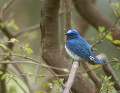 Blue-and-white Flycatcher (Cyanoptila cyanomelana) photo image