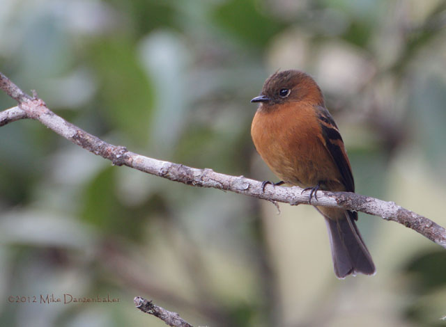 Cinnamon Flycatcher (Pyrrhomyias cinnamomeus) photo image