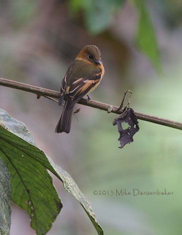 Cinnamon Flycatcher (Pyrrhomyias cinnamomeus) photo image