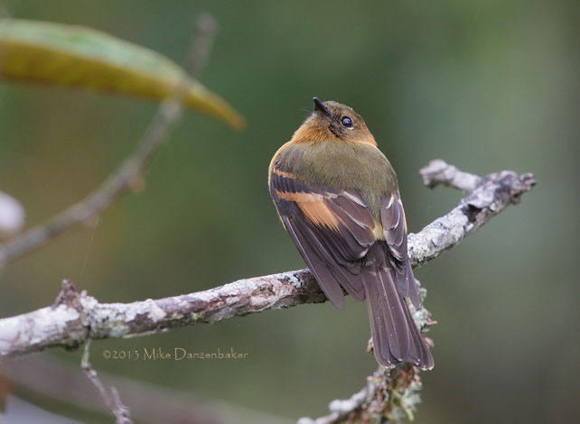 Cinnamon Flycatcher (Pyrrhomyias cinnamomeus) photo image