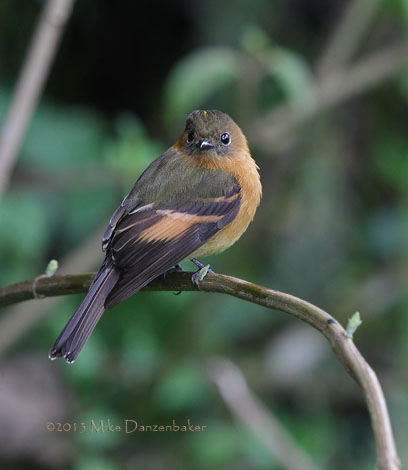 Cinnamon Flycatcher (Pyrrhomyias cinnamomeus) photo image