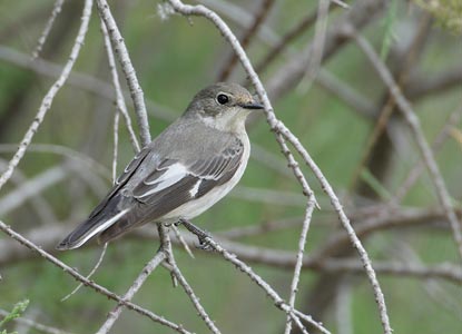 Collared Flycatcher (Ficedula albicollis) photo image