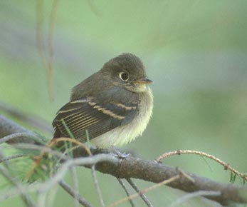 Cordilleran Flycatcher (Empidonax occidentalis) photo image