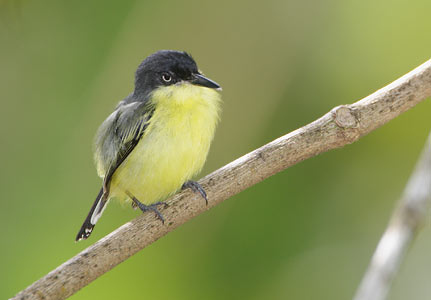 Common Tody-Flycatcher (Todirostrum cinereum) photo