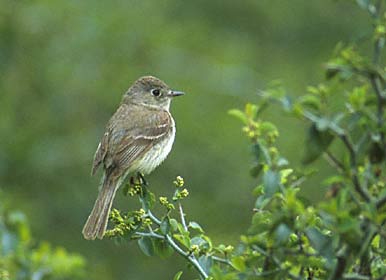 Dusky Flycatcher (Empidonax oberholseri) photo image