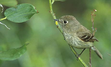 Dusky Flycatcher (Empidonax oberholseri) photo image