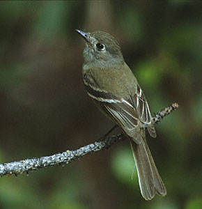 Dusky Flycatcher (Empidonax oberholseri) photo image