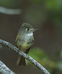 Dusky Flycatcher (Empidonax oberholseri) photo image