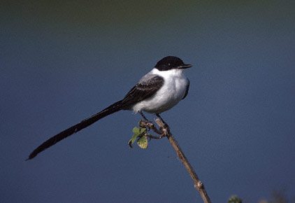 Fork-tailed Flycatcher (Tyrannus savana) photo image