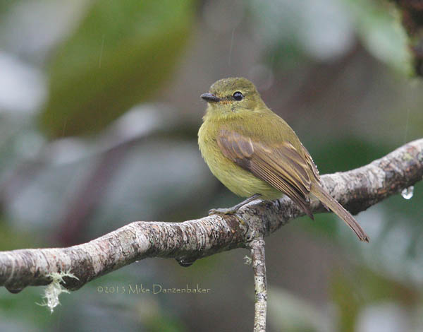 Flavescent Flycatcher (Myiophobus flavicans) photo image