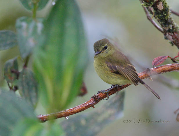 Flavescent Flycatcher (Myiophobus flavicans) photo image
