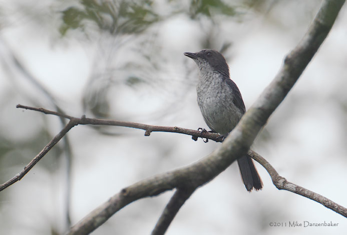 Fraser's Forest Flycatcher (Fraseria ocreata) photo image