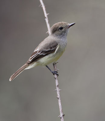 Galapagos Flycatcher (Myiarchus magnirostris) photo image