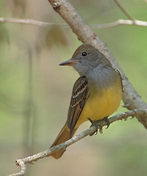 Great Crested Flycatcher (Myiarchus crinitus) photo image