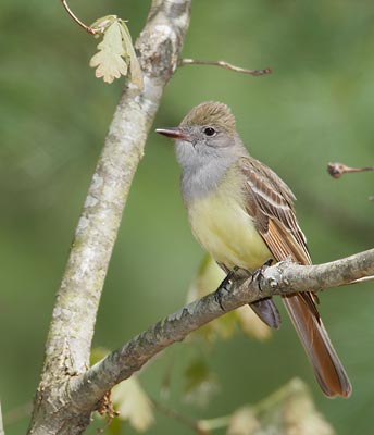Great Crested Flycatcher (Myiarchus crinitus) photo image
