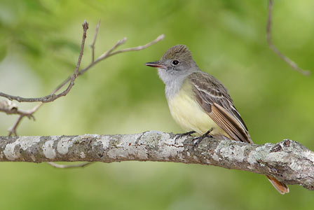 Great Crested Flycatcher (Myiarchus crinitus) photo image