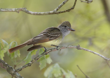Great Crested Flycatcher (Myiarchus crinitus) photo image