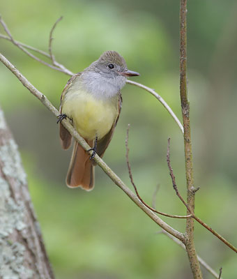 Great Crested Flycatcher (Myiarchus crinitus) photo image