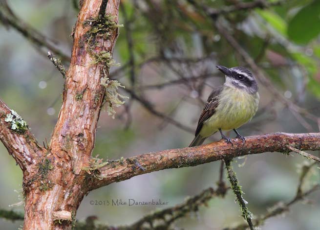 Golden-crowned Flycatcher (Myiodynastes chrysocephalus) photo