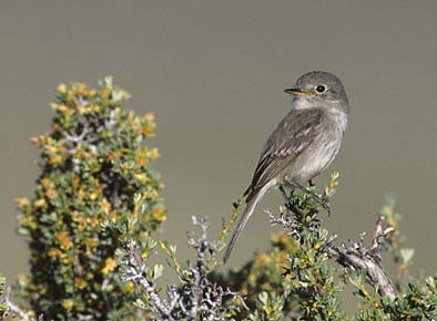 Gray Flycatcher (Empidonax wrightii) photo image