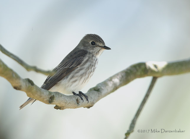 Grey-streaked Flycatcher (Muscicapa griseisticta) photo
