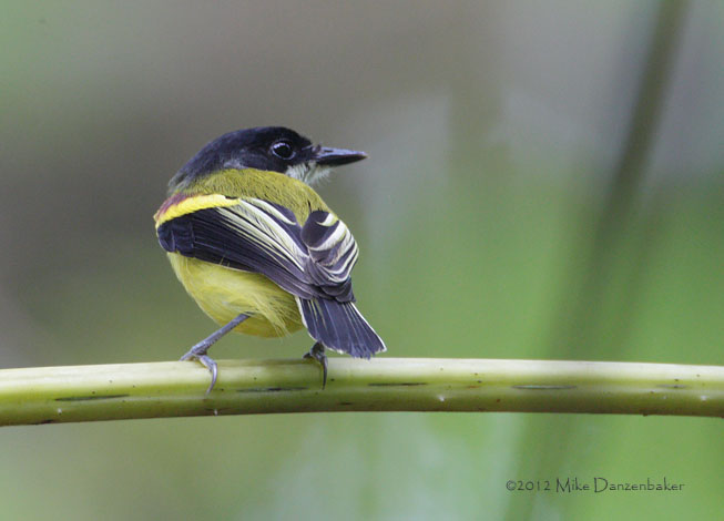 Golden-winged Tody-Flycatcher (Poecilotriccus calopterus) photo image