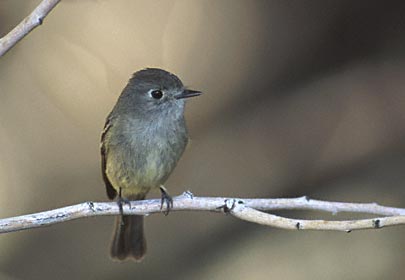 Hammond's Flycatcher (Empidonax hammondii) photo image