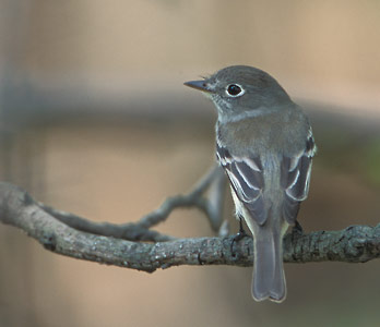 Least Flycatcher (Empidonax minimus) photo image