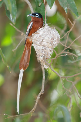 Madagascar Paradise Flycatcher Terpsiphone Mutata Photo