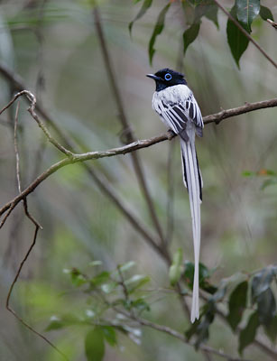 Madagascar Paradise-Flycatcher (Terpsiphone mutata) photo