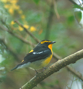 Narcissus Flycatcher (Ficedula narcissina) photo image