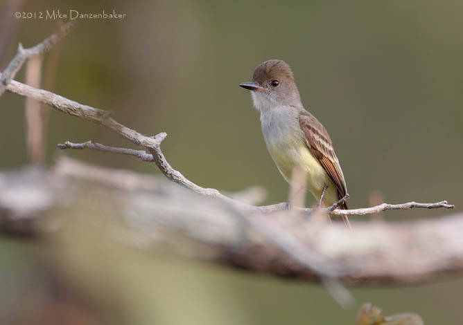 Nutting's Flycatcher (Myiarchus nuttingi) photo image