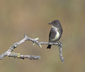 Olive-sided Flycatcher (Contopus cooperi) photo image