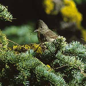 Olive-sided Flycatcher (Contopus cooperi) photo image