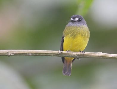 Ornate Flycatcher (Myiotriccus ornatus) photo image