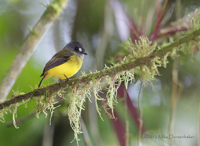Ornate Flycatcher (Myiotriccus ornatus) photo