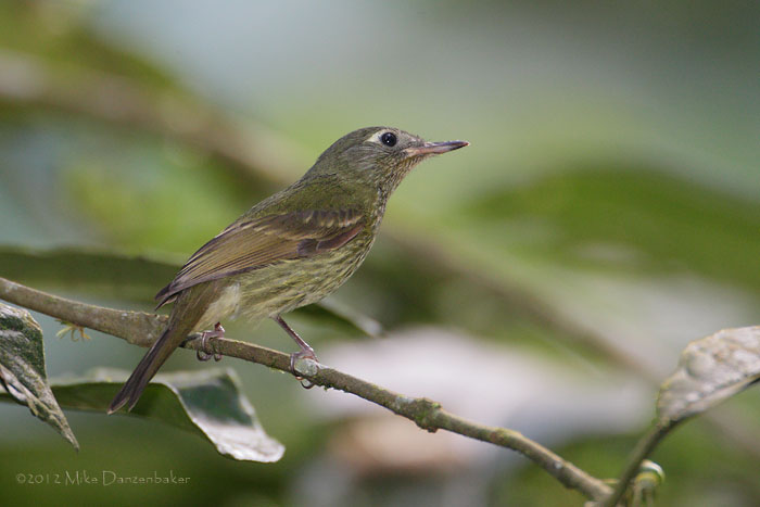 Olive-striped Flycatcher (Mionectes olivaceus) photo image