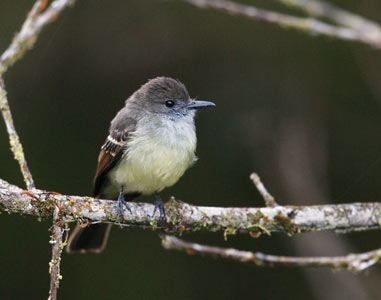 Pale-edged Flycatcher (Myiarchus cephalotes) photo image