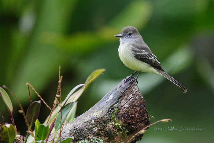 Pale-edged Flycatcher (Myiarchus cephalotes) photo image