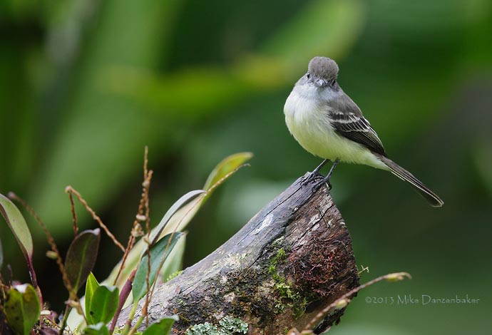 Pale-edged Flycatcher (Myiarchus cephalotes) photo image