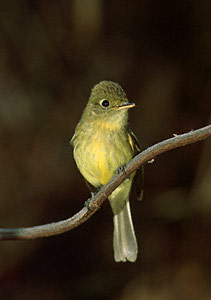 Pacific-slope Flycatcher (Empidonax difficilis) photo image