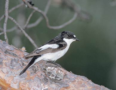 European Pied Flycatcher (Ficedula hypoleuca) photo image
