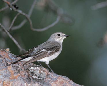 European Pied Flycatcher (Ficedula hypoleuca) photo image