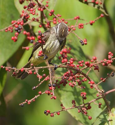 Piratic Flycatcher (Legatus leucophaius) photo