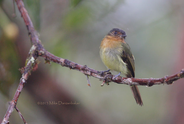 Rufous-breasted Flycatcher (Leptopogon rufipectus) photo image