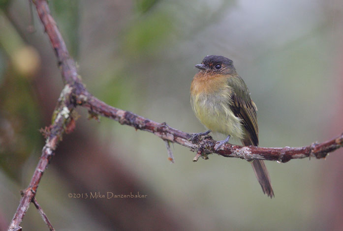 Rufous-breasted Flycatcher (Leptopogon rufipectus) photo image