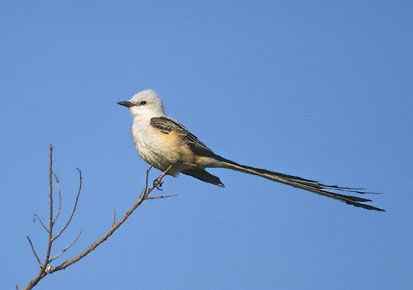 Scissor-tailed Flycatcher (Tyrannus forficatus) photo image
