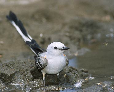 Scissor-tailed Flycatcher (Tyrannus forficatus) photo image