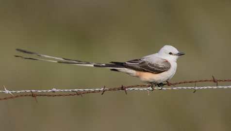 Scissor-tailed Flycatcher (Tyrannus forficatus) photo image