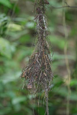 Sulphur-rumped Myiobius (Myiobius sulphureipygius) photo image